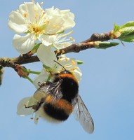 Hommel