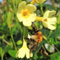 Hommel 2