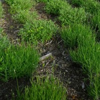 Aanplant kruidlaag onder bomen en struiken