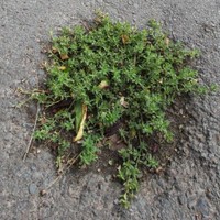 Planten gesloten verharding