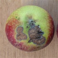 Schurft appel - origineel doro Rasbak - wikimedia commons - CC BY-SA 3.0