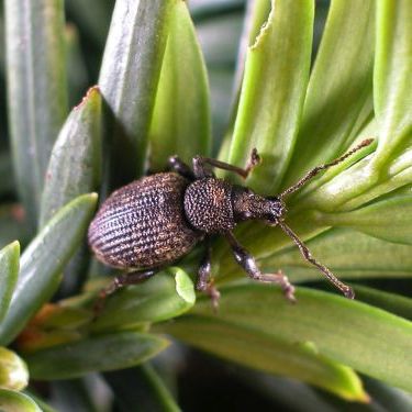 Taxuskever imago - origineel door Denny Bruck - wikimedia commons - Public Domain
