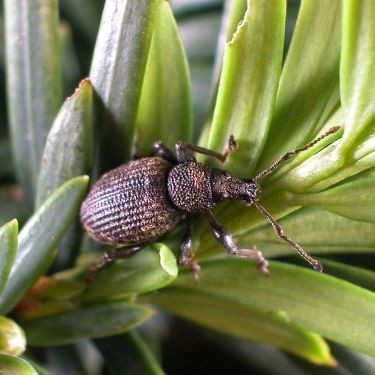 Taxuskever imago - origineel door Denny Bruck - wikimedia commons - Public Domain