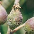 groene appelwants