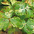 mineerrups