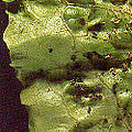 groeneslaluis.jpg
